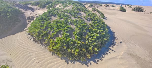 Tag 49 Beach & Kauri Gum